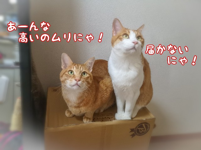 f:id:JuneNNN:20200621165236j:plain