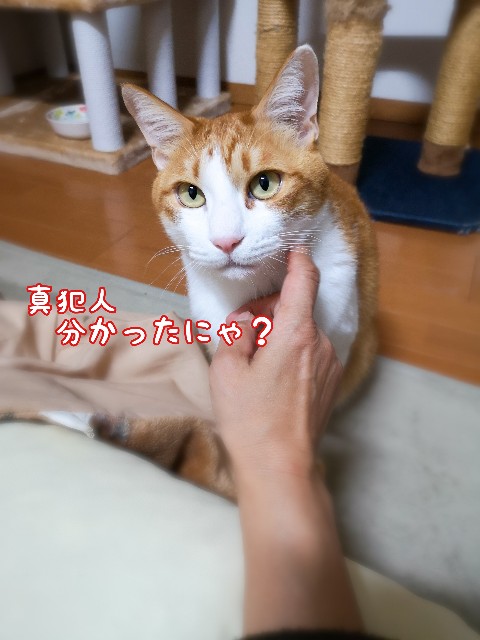 f:id:JuneNNN:20200621165321j:plain