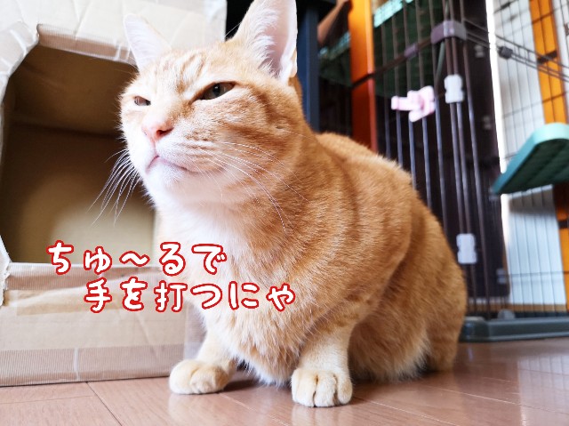 f:id:JuneNNN:20200621165405j:plain