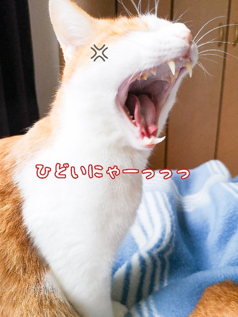 f:id:JuneNNN:20200621165500j:plain