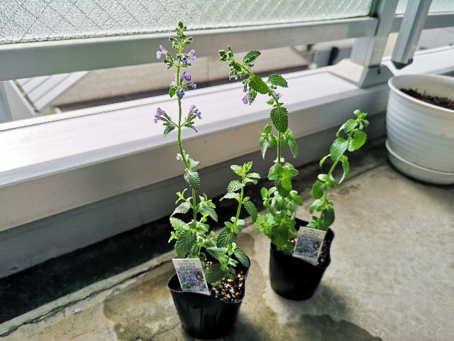 f:id:JuneNNN:20200623150349j:plain f:id:JuneNNN:20200623150349j:plain