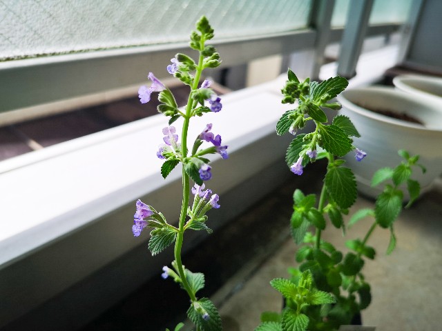 f:id:JuneNNN:20200623150359j:plain f:id:JuneNNN:20200623150359j:plain