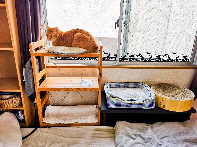 f:id:JuneNNN:20200623150425j:plain f:id:JuneNNN:20200623150425j:plain