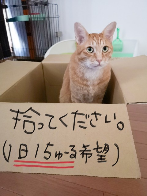 f:id:JuneNNN:20200623150437j:plain f:id:JuneNNN:20200623150437j:plain