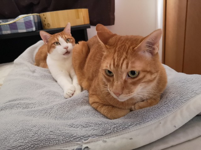 f:id:JuneNNN:20200623150544j:plain f:id:JuneNNN:20200623150544j:plain