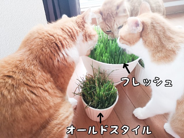 f:id:JuneNNN:20200630130152j:plain f:id:JuneNNN:20200630130152j:plain