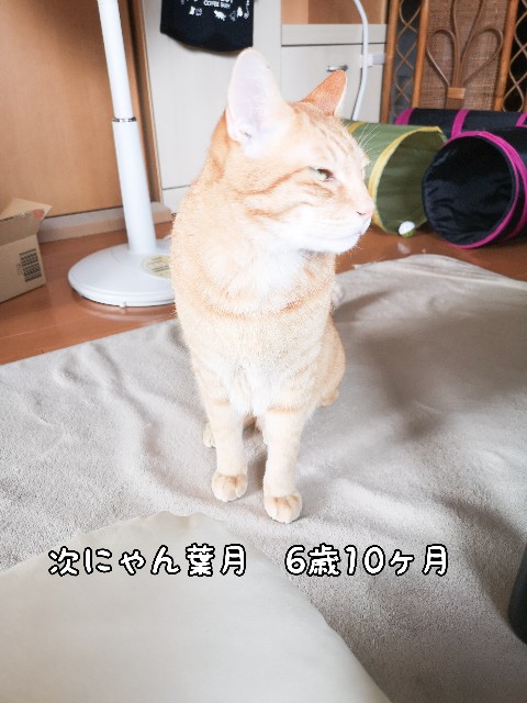 f:id:JuneNNN:20200705115538j:plain f:id:JuneNNN:20200705115538j:plain