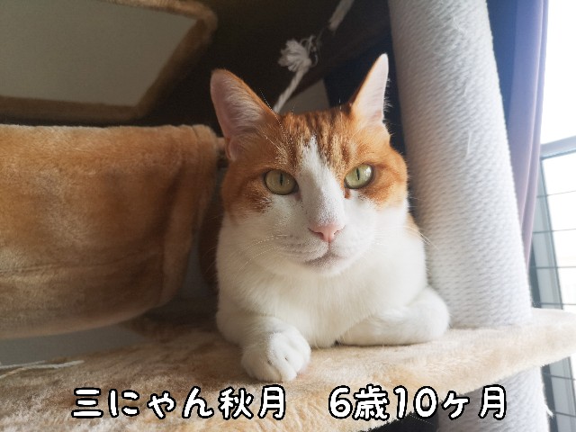 f:id:JuneNNN:20200705115555j:plain f:id:JuneNNN:20200705115555j:plain