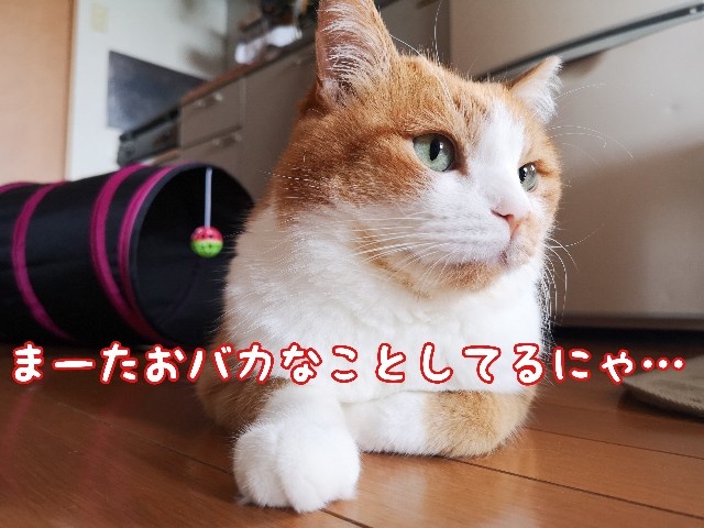 f:id:JuneNNN:20200715152816j:plain f:id:JuneNNN:20200715152816j:plain