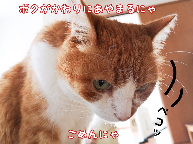 f:id:JuneNNN:20200726153018j:plain f:id:JuneNNN:20200726153018j:plain