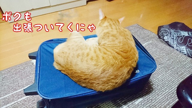 f:id:JuneNNN:20200726153203j:plain f:id:JuneNNN:20200726153203j:plain