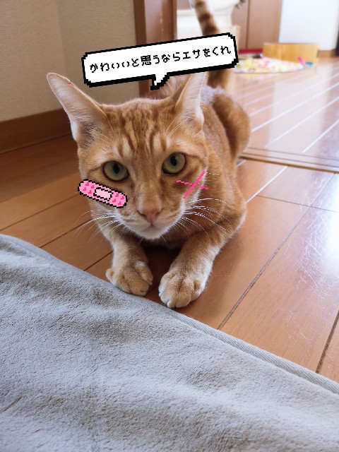f:id:JuneNNN:20200801133259j:plain