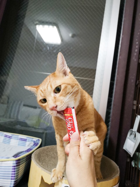 f:id:JuneNNN:20200804164415j:plain