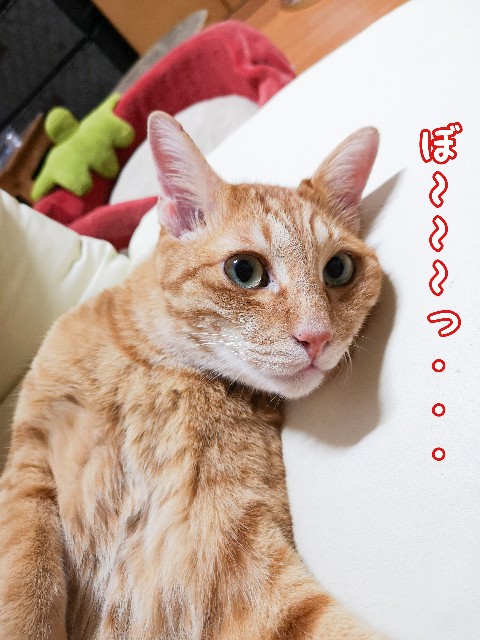 f:id:JuneNNN:20200806132024j:plain f:id:JuneNNN:20200806132024j:plain
