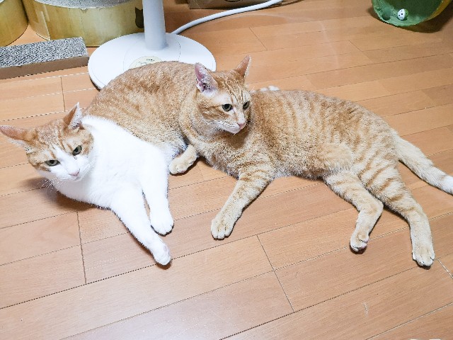 f:id:JuneNNN:20200812135301j:plain