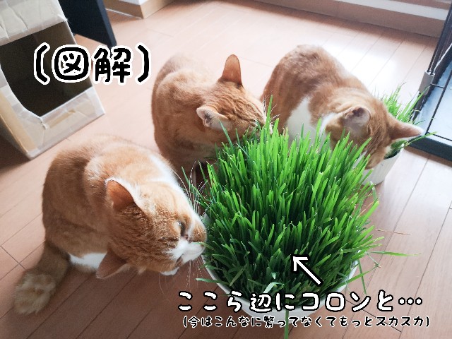 f:id:JuneNNN:20200812142054j:plain