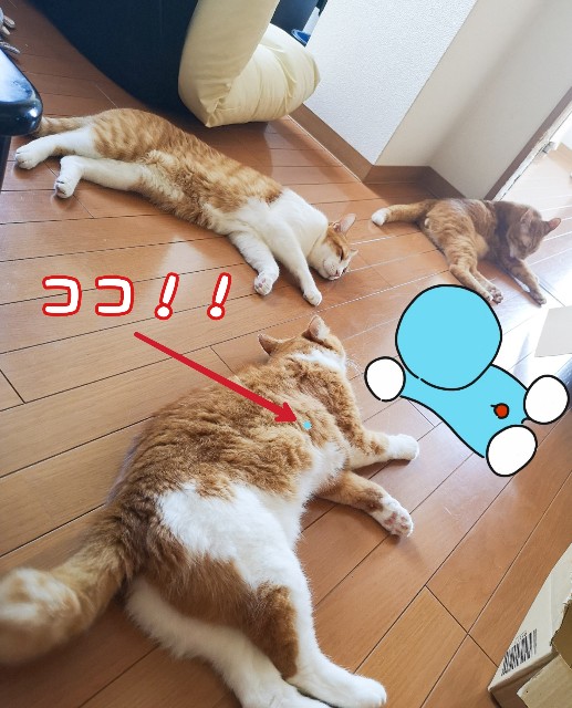 f:id:JuneNNN:20200905135656j:plain f:id:JuneNNN:20200905135656j:plain