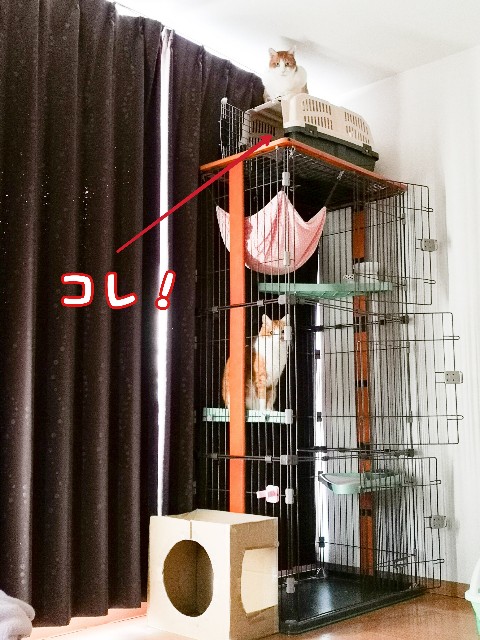 f:id:JuneNNN:20200906114003j:plain