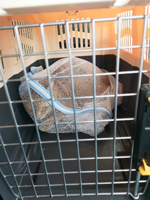 f:id:JuneNNN:20200906114010j:plain