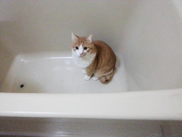 f:id:JuneNNN:20200906132604j:plain