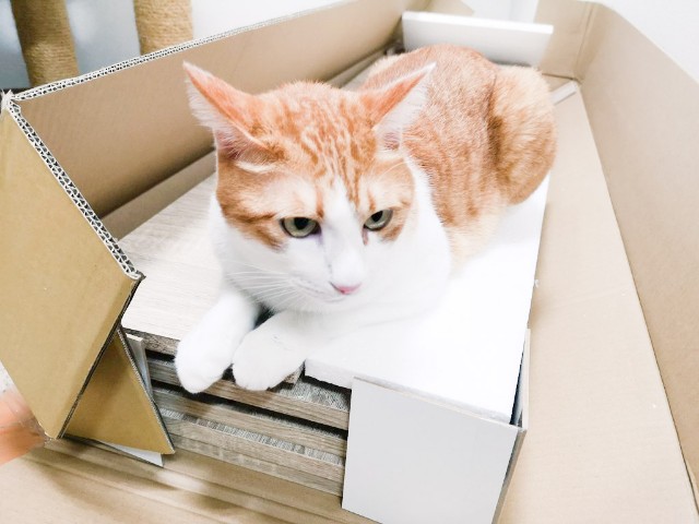 f:id:JuneNNN:20200907123909j:plain