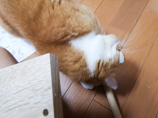 f:id:JuneNNN:20200907123939j:plain