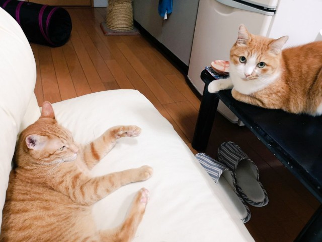 f:id:JuneNNN:20200907124113j:plain