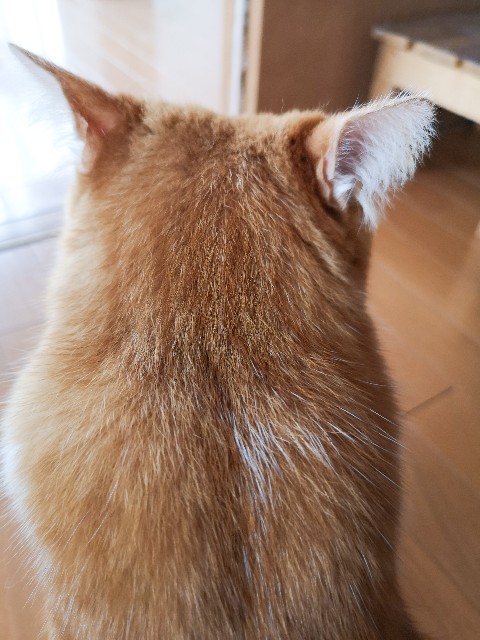 f:id:JuneNNN:20200918152202j:plain
