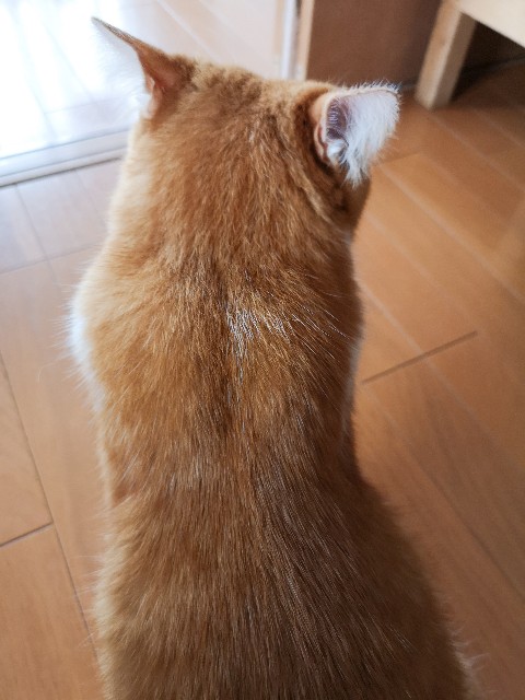 f:id:JuneNNN:20200918152208j:plain