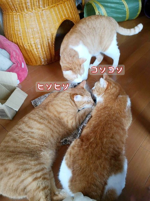 f:id:JuneNNN:20200918152325j:plain