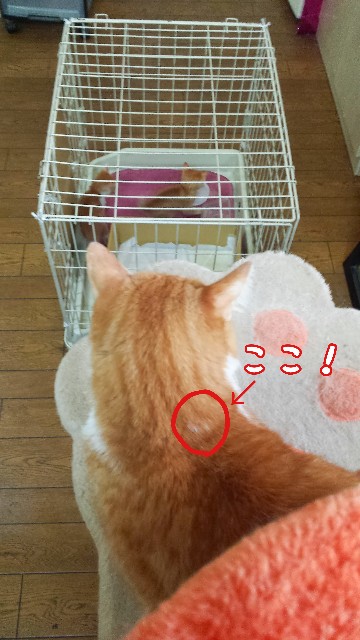 f:id:JuneNNN:20200919133427j:plain