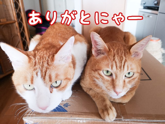f:id:JuneNNN:20200920151122j:plain