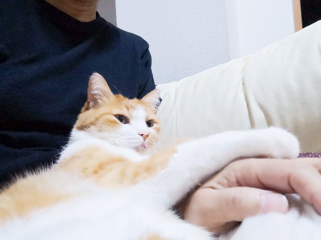 f:id:JuneNNN:20200930123115j:plain
