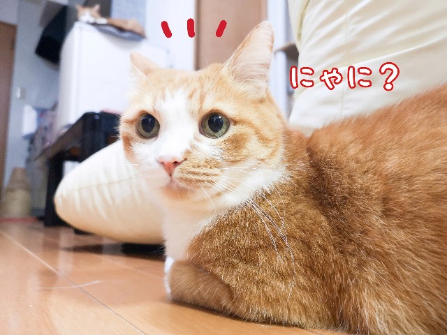 f:id:JuneNNN:20201007122314j:plain