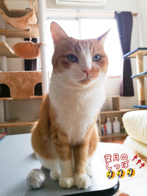 f:id:JuneNNN:20201007130512j:plain