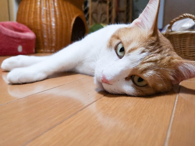 f:id:JuneNNN:20201008154207j:plain