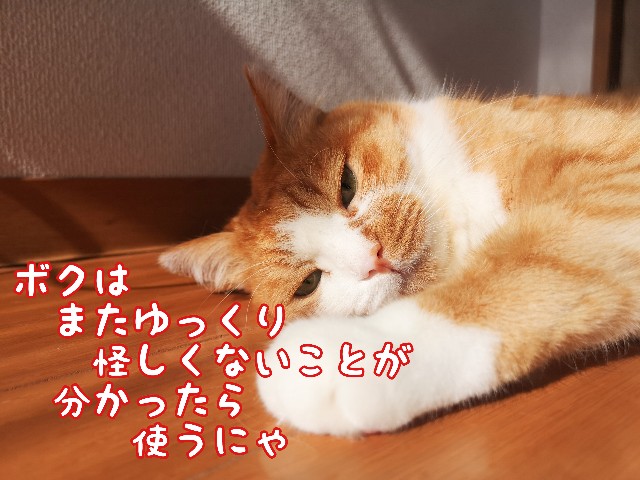 f:id:JuneNNN:20201009152619j:plain f:id:JuneNNN:20201009152619j:plain