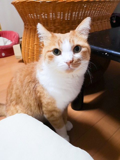 f:id:JuneNNN:20201011140720j:plain f:id:JuneNNN:20201011140720j:plain