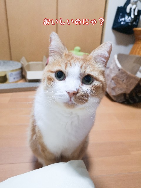 f:id:JuneNNN:20201013143812j:plain