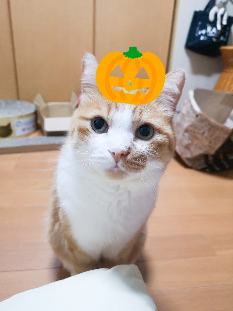 f:id:JuneNNN:20201014154551j:plain