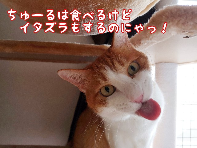 f:id:JuneNNN:20201015112153j:plain