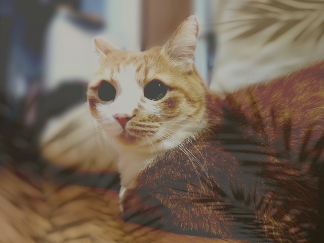 f:id:JuneNNN:20201016123227j:plain