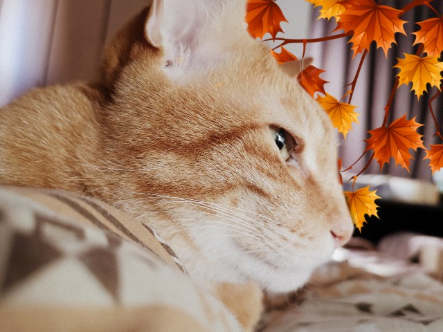 f:id:JuneNNN:20201016123235j:plain