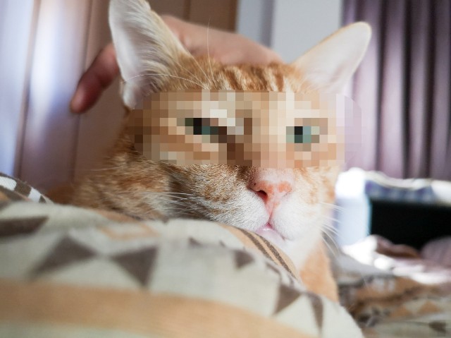 f:id:JuneNNN:20201016123245j:plain