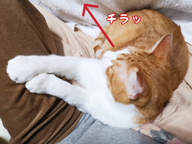 f:id:JuneNNN:20201020134057j:plain