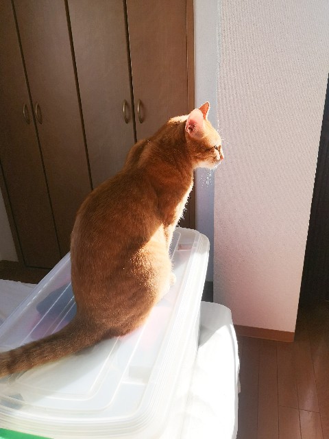 f:id:JuneNNN:20201021143924j:plain