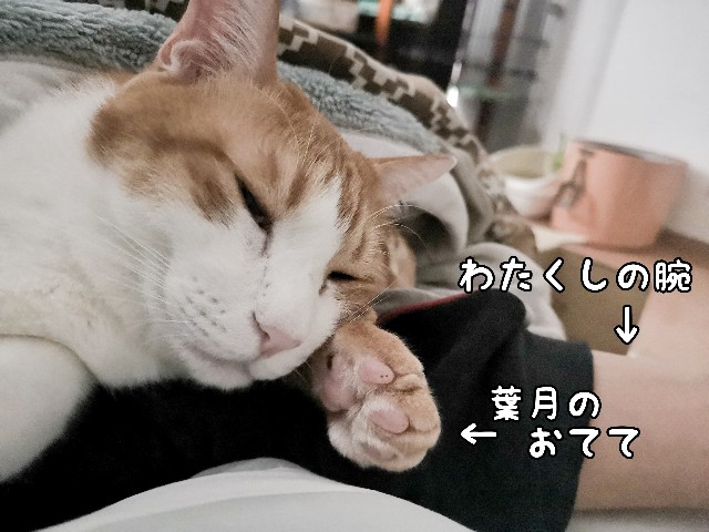 f:id:JuneNNN:20201021143946j:plain