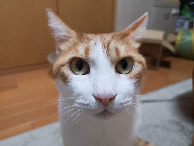 f:id:JuneNNN:20201022124853j:plain