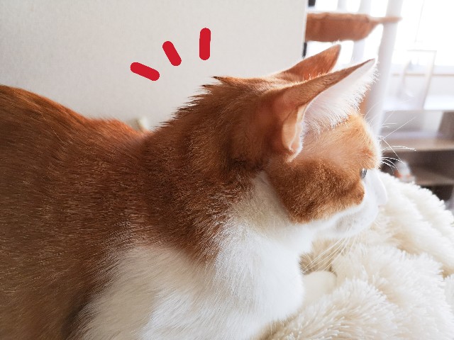 f:id:JuneNNN:20201028145335j:plain f:id:JuneNNN:20201028145335j:plain