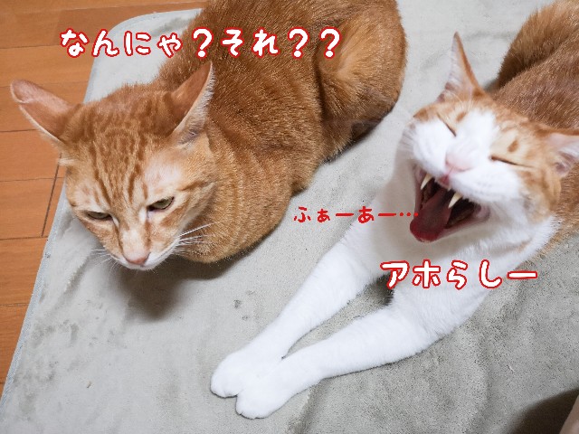f:id:JuneNNN:20201029140233j:plain f:id:JuneNNN:20201029140233j:plain